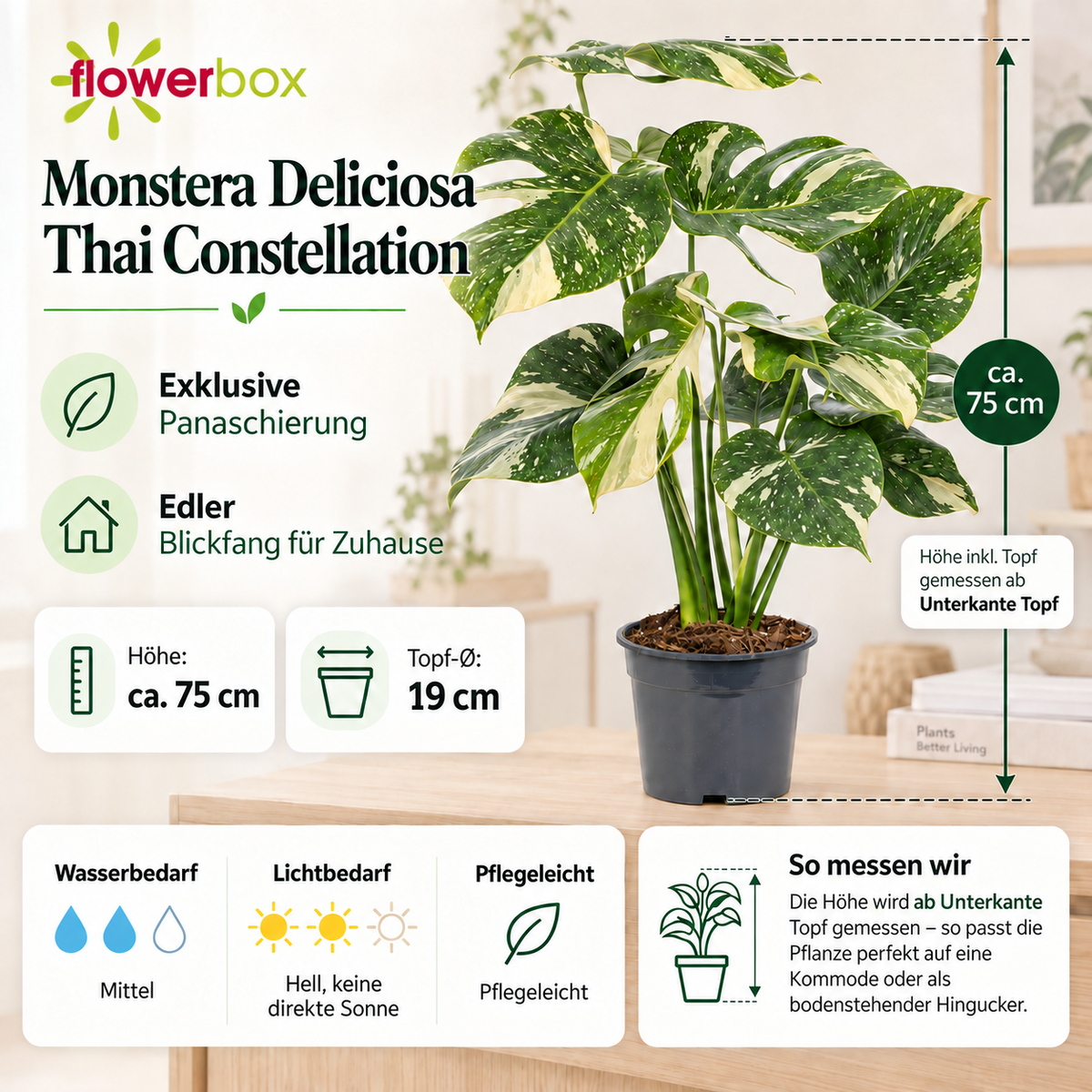Monstera Deliciosa 'Thai Constellation' ca. 75 cm – Topf Ø 19 cm