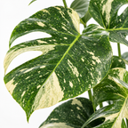 Monstera Deliciosa 'Thai Constellation' ca. 75 cm – Topf Ø 19 cm