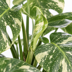 Monstera Deliciosa 'Thai Constellation' ca. 75 cm – Topf Ø 19 cm