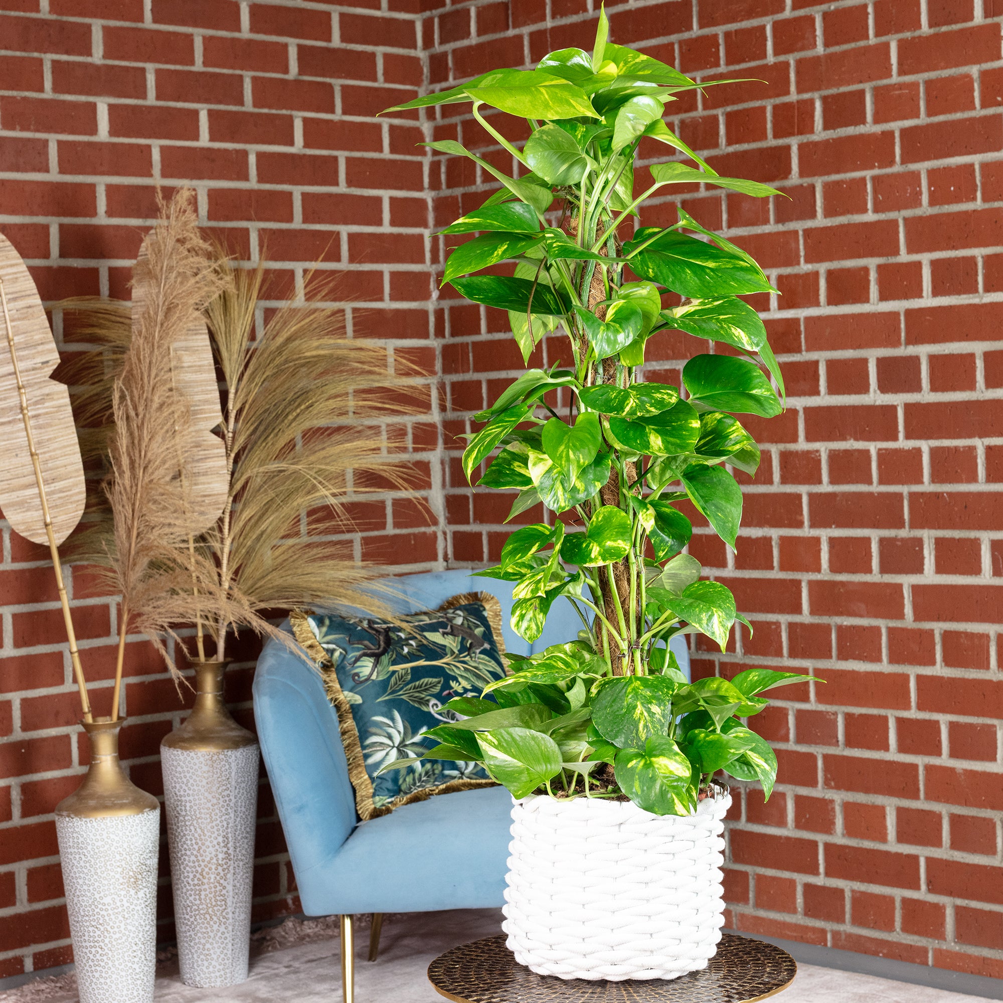 Efeutute am Moosstab - Epipremnum aureum - Höhe ca. 80 cm, Topf-Ø 19 cm