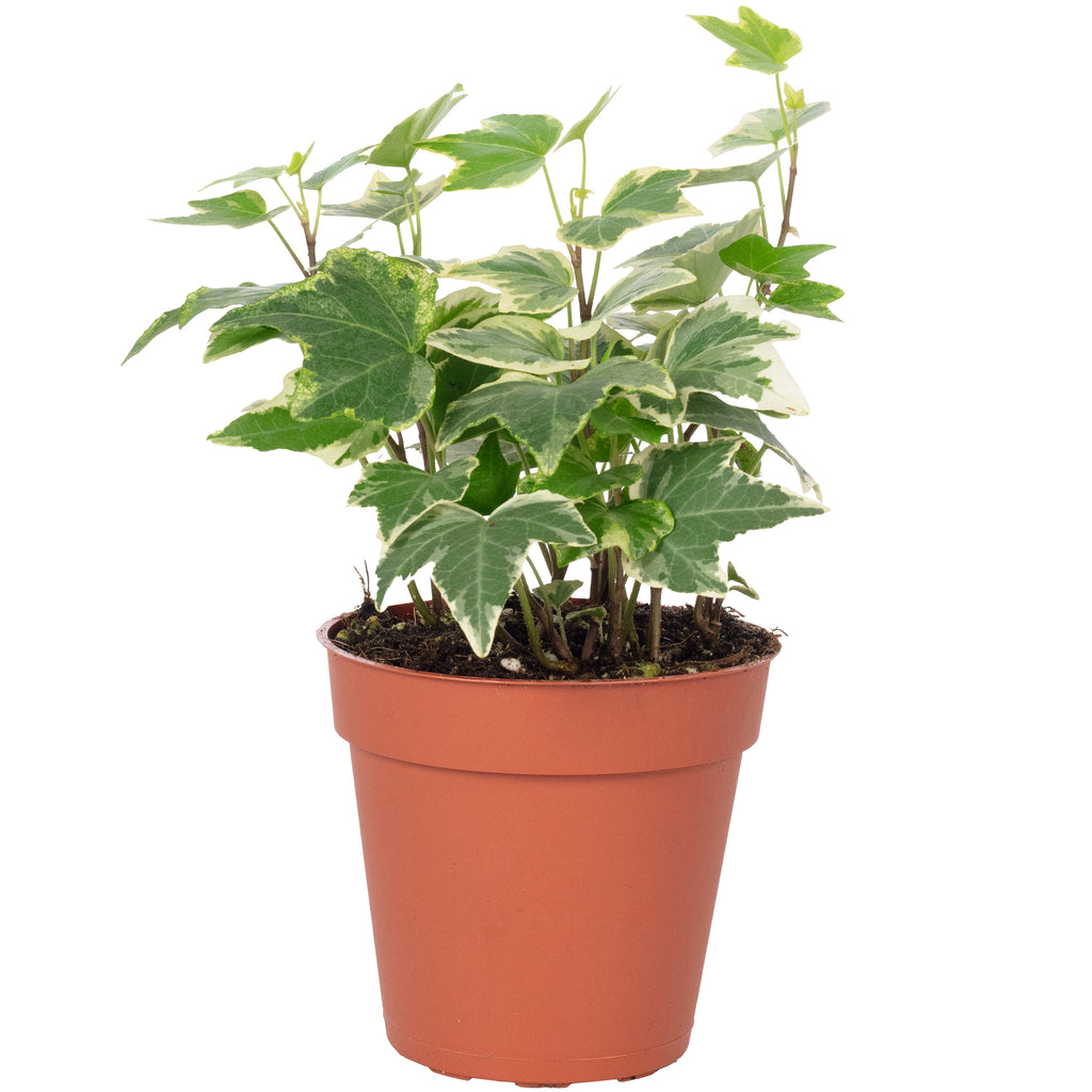 Gemeiner Efeu bunt - Hedera helix - Höhe ca. 15 cm, Topf-Ø 9 cm