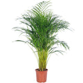 Goldfruchtpalme - Areca Dypsis Lutescens - Höhe ca. 100 cm, Topf-Ø 21 cm