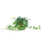 Gemeiner Efeu grün - Hedera helix - Höhe ca. 20 cm, Topf-Ø 13 cm