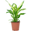 Dieffenbachie - Dieffenbachia - Höhe ca. 35 cm, Topf-Ø 12 cm