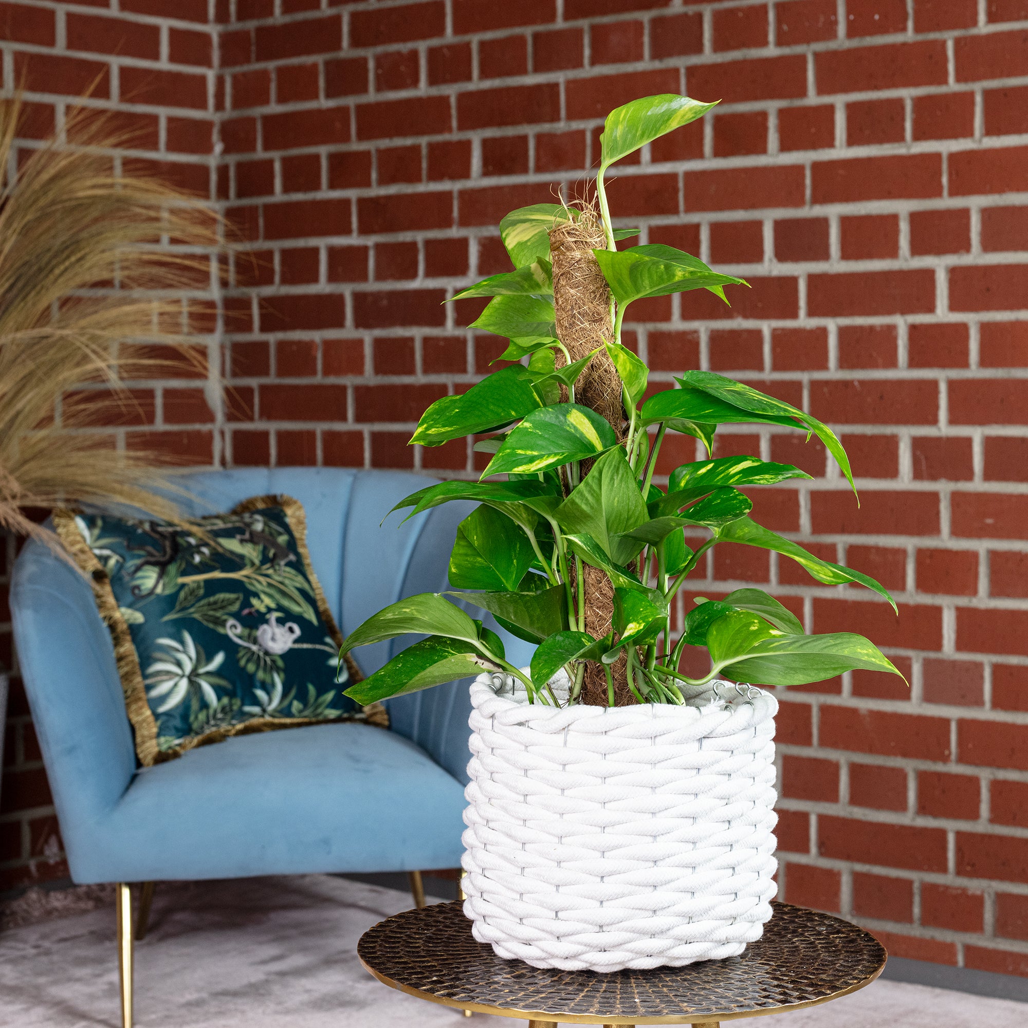 Efeutute am Moosstab - Epipremnum aureum - Höhe ca. 50 cm, Topf-Ø 15 cm