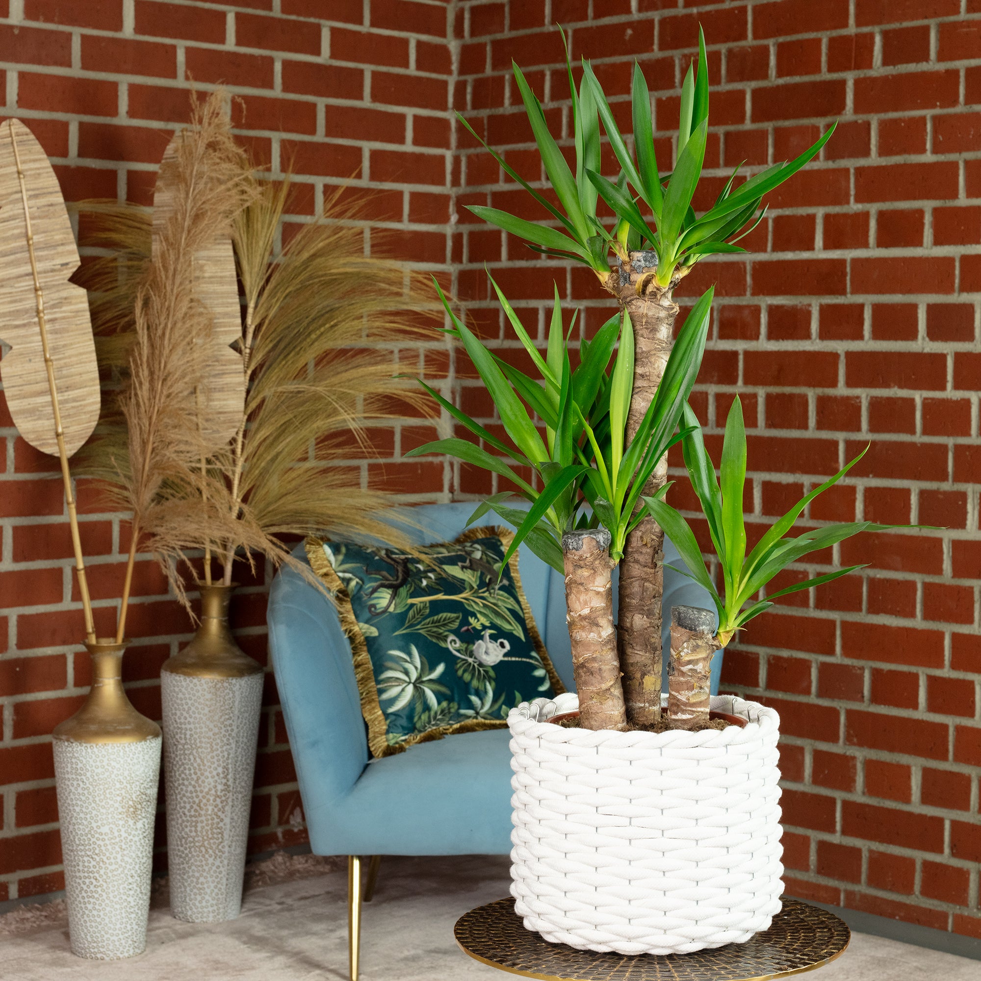 Palmlilie 3-stämmig - Yucca Elephantipes Palme 60/30/20 - Höhe ca. 95 cm, Topf-Ø 21 cm