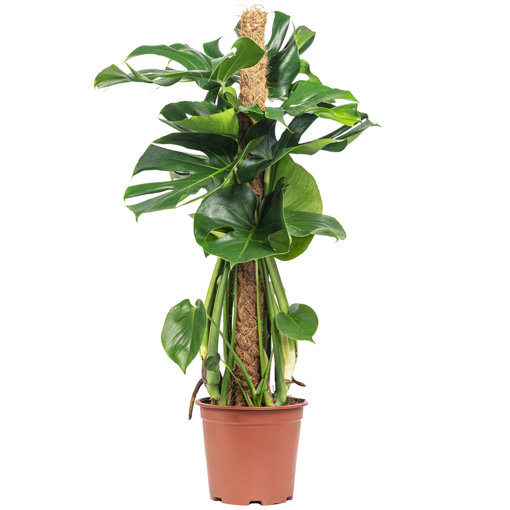 Fensterblatt am Moosstab - Monstera deliciosa - Höhe ca. 80 cm, Topf-Ø 19 cm