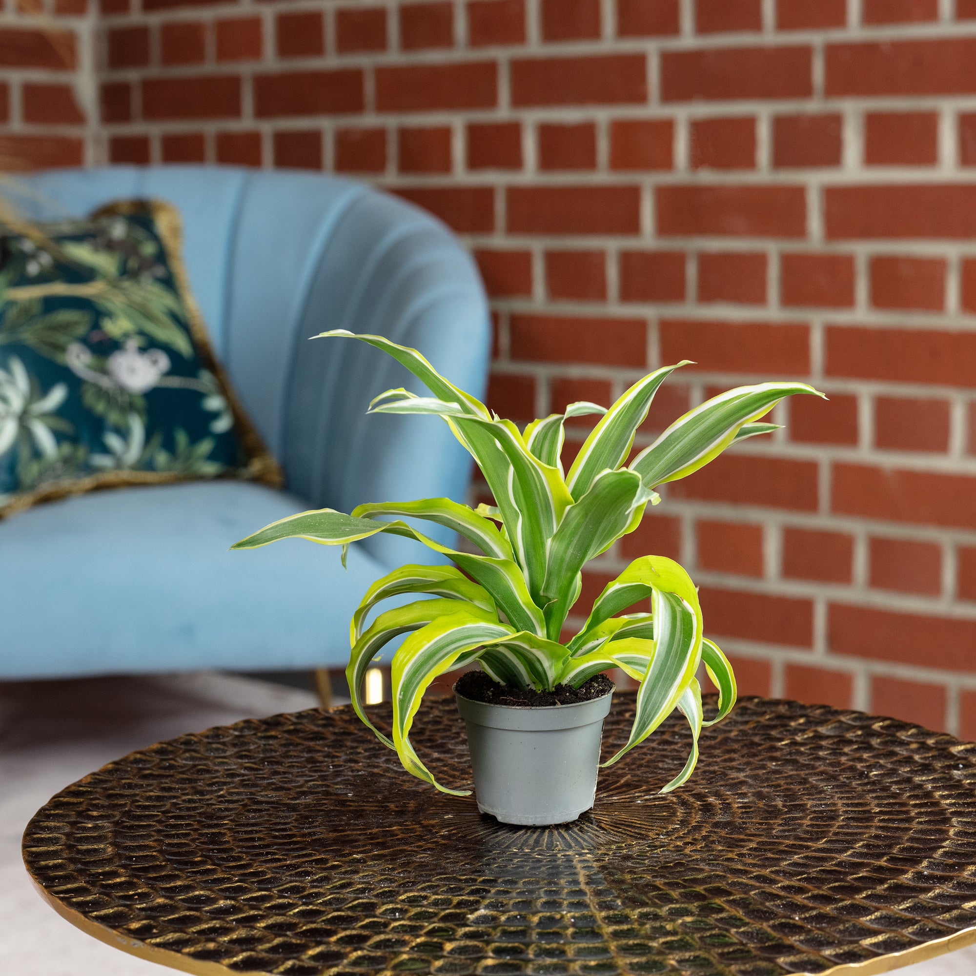 Drachenbaum Lemon Surprise - Dracaena Deremensis Fragrans Lemon Surprise - Höhe ca. 10 cm, Topf-Ø 6 cm