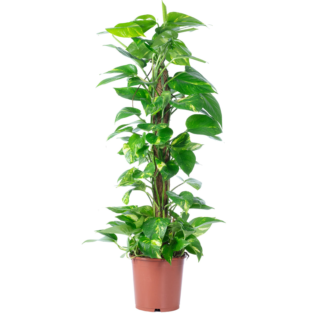 Efeutute am Moosstab - Epipremnum aureum - Höhe ca. 80 cm, Topf-Ø 19 cm