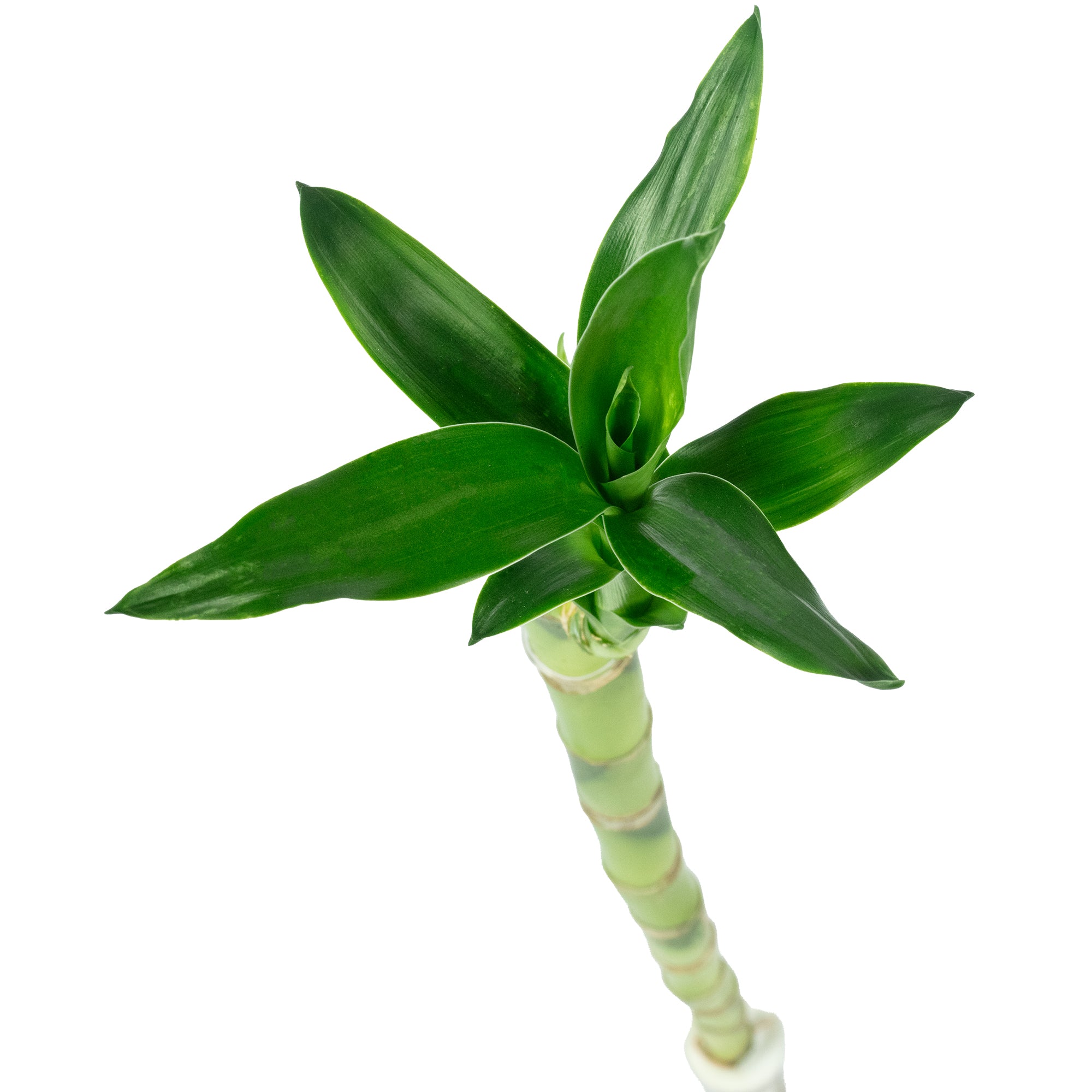 Glücksbambus "Lucky Bamboo" gerader Stengel, im Röhrchen - Dracaena Sanderiana - Höhe ca. 50 cm, Topf-Ø 5 cm