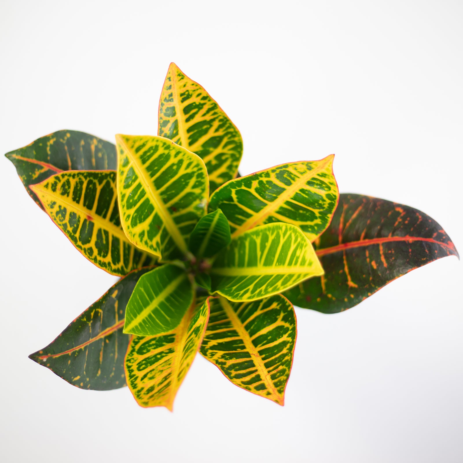 Wunderstrauch "Petra" - Codiaeum Petra - Höhe ca. 40 cm, Topf-Ø 13 cm