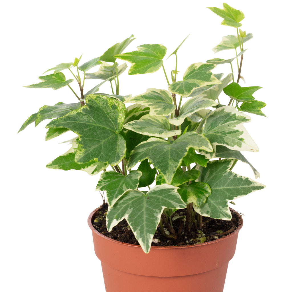 Gemeiner Efeu bunt - Hedera helix - Höhe ca. 15 cm, Topf-Ø 9 cm