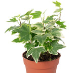 Gemeiner Efeu bunt - Hedera helix - Höhe ca. 15 cm, Topf-Ø 9 cm