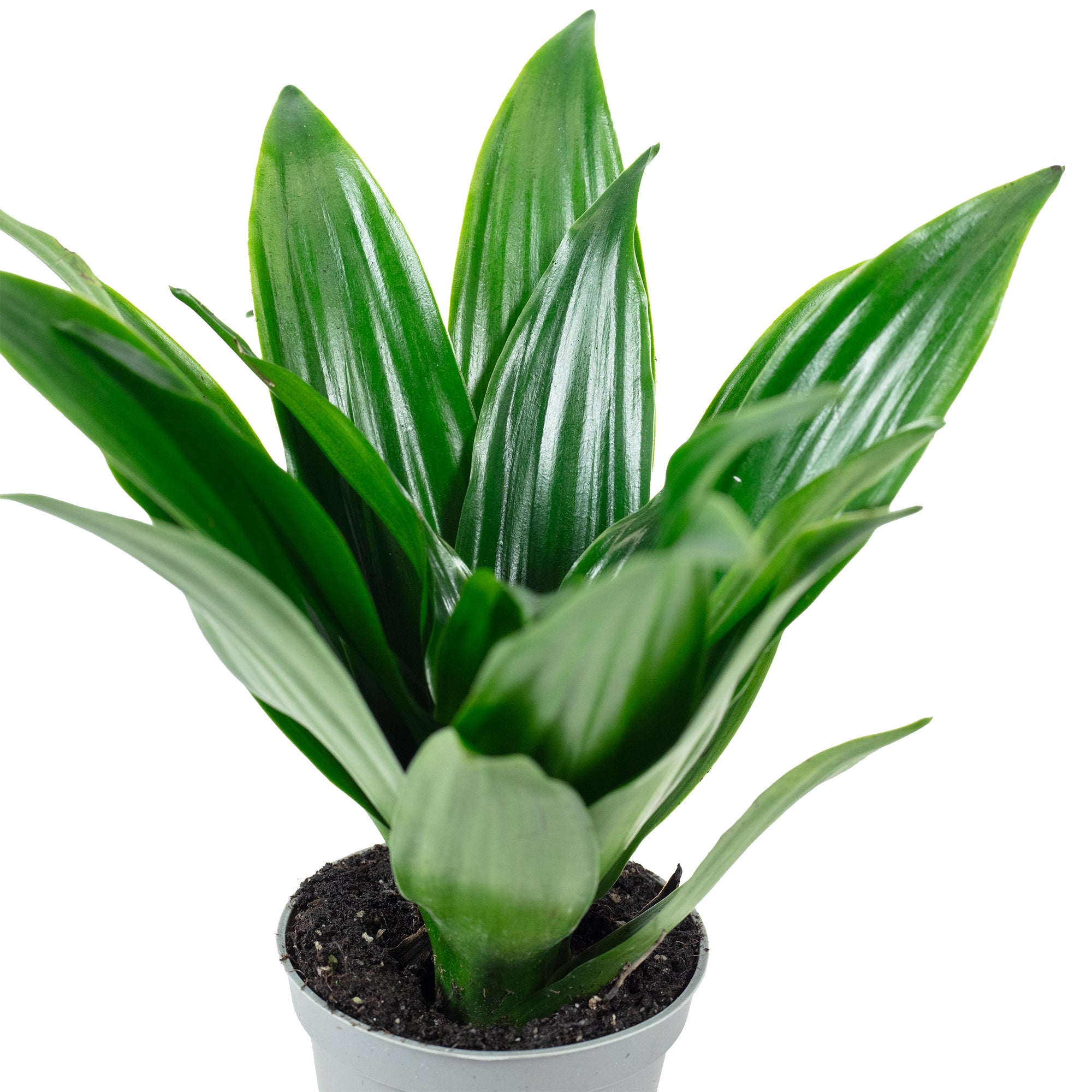 Drachenbaum Janet Craig - Dracaena Deremensis Janet Craig - Höhe ca. 15 cm, Topf-Ø 6 cm