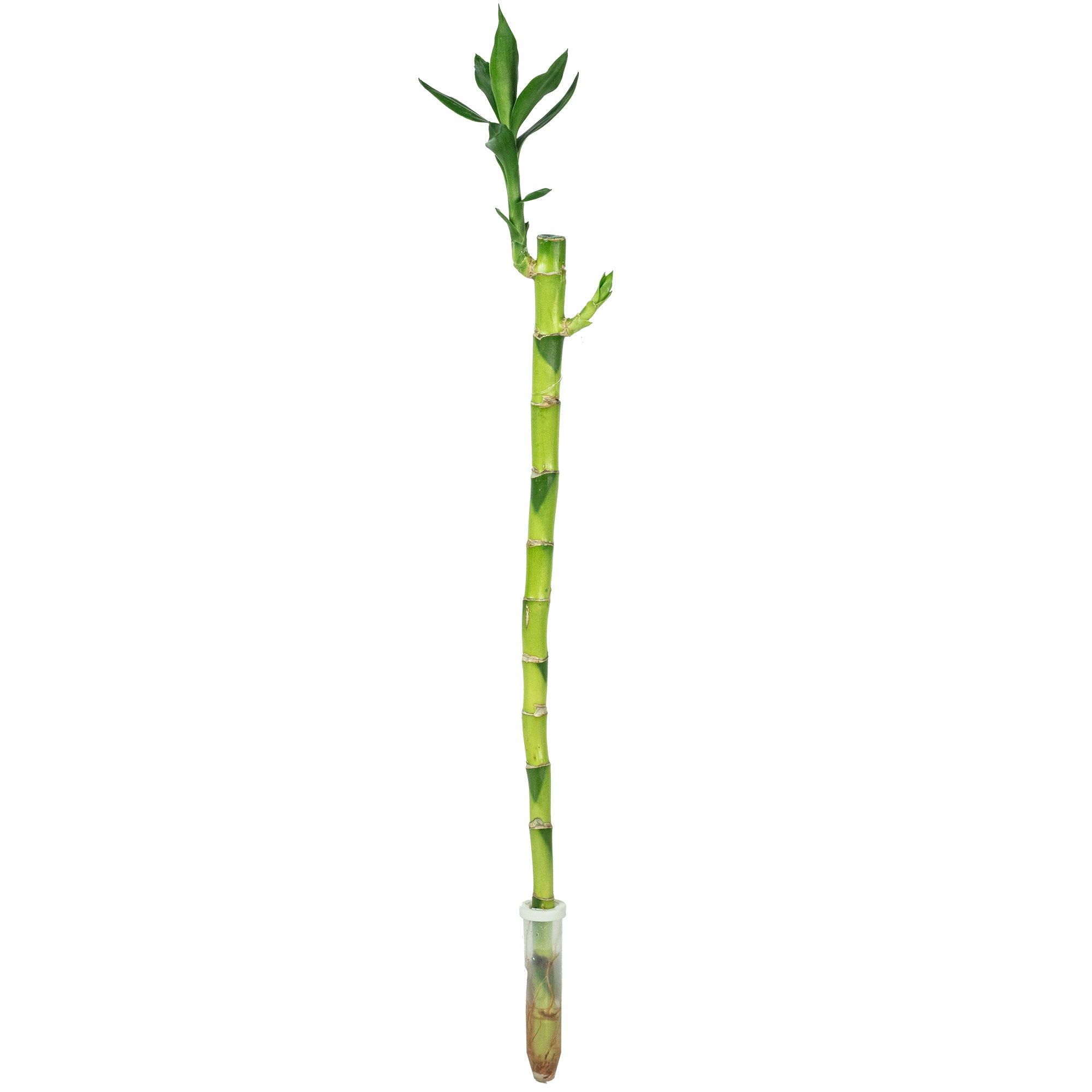 Glücksbambus "Lucky Bamboo" gerader Stengel, im Röhrchen - Dracaena Sanderiana - Höhe ca. 50 cm, Topf-Ø 5 cm