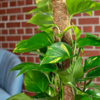 Efeutute am Moosstab - Epipremnum aureum - Höhe ca. 50 cm, Topf-Ø 15 cm