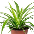 Grünlilie "Ocean" - Chlorophytum Comosum - Höhe ca. 20 cm, Topf-Ø 12 cm