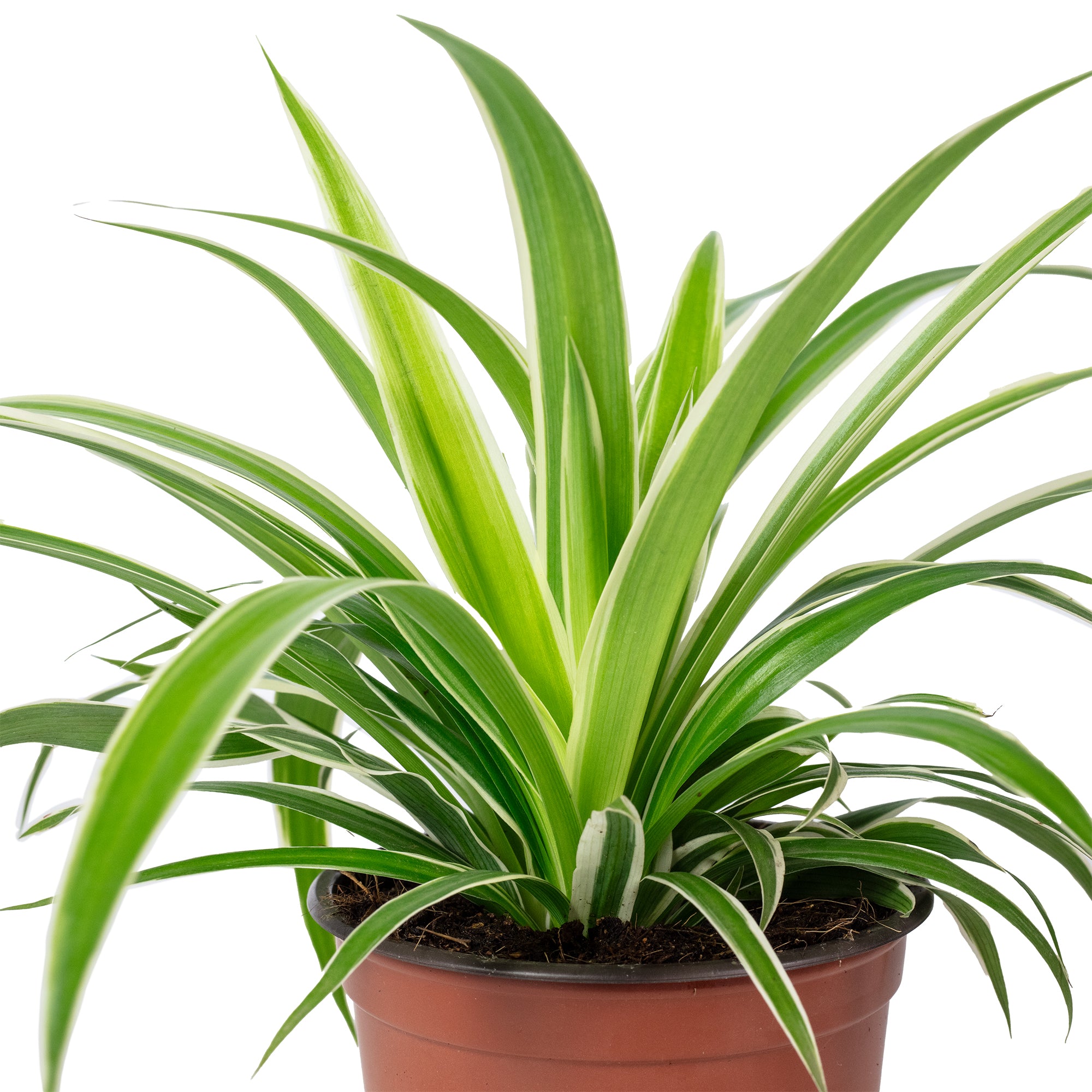 Grünlilie "Ocean" - Chlorophytum Comosum - Höhe ca. 20 cm, Topf-Ø 12 cm