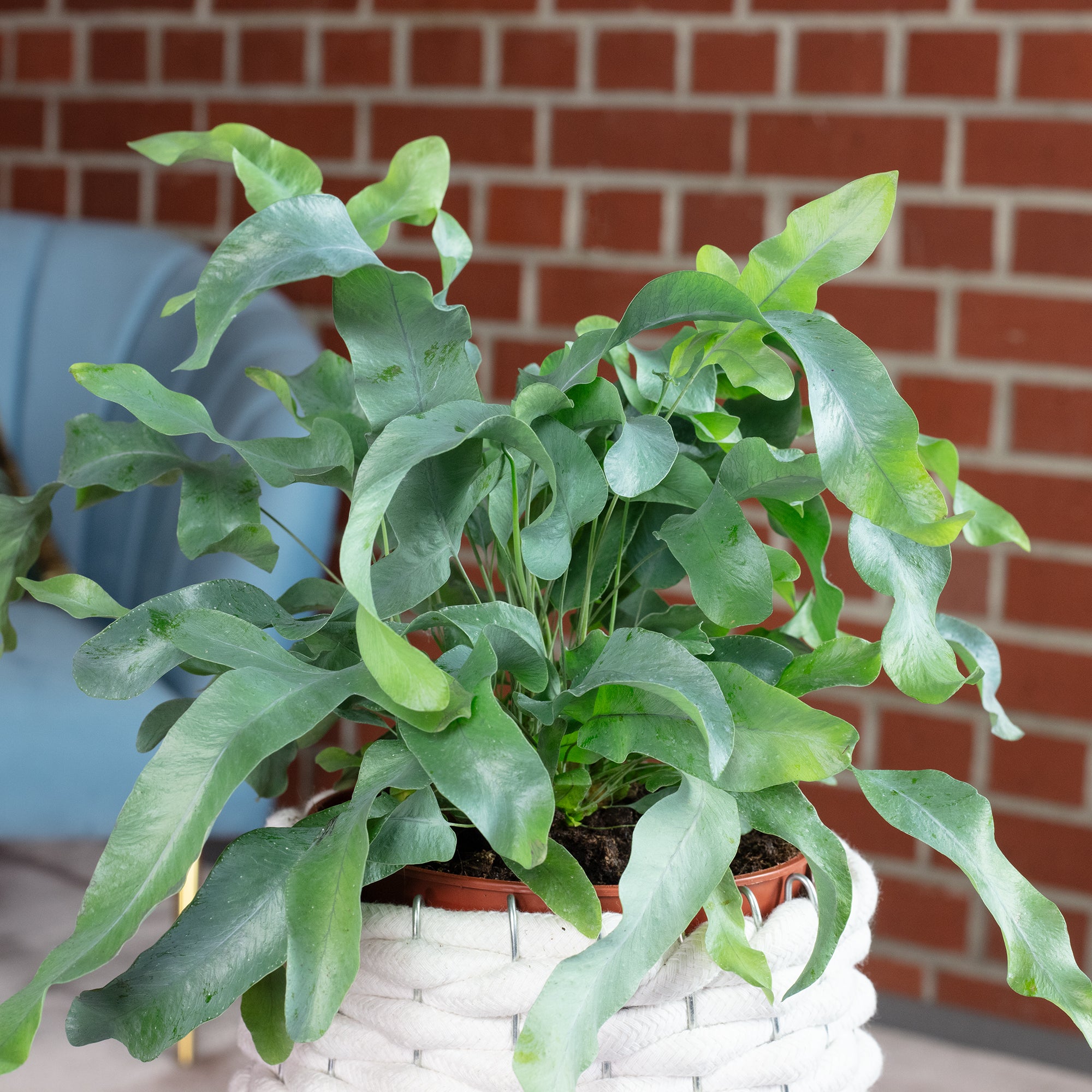 Goldtüpfelfarn - Phlebodium aureum 'Blue Star' - Höhe ca. 40 cm, Topf-Ø 14 cm