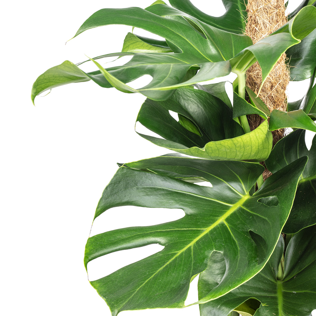 Fensterblatt am Moosstab - Monstera deliciosa - Höhe ca. 80 cm, Topf-Ø 19 cm