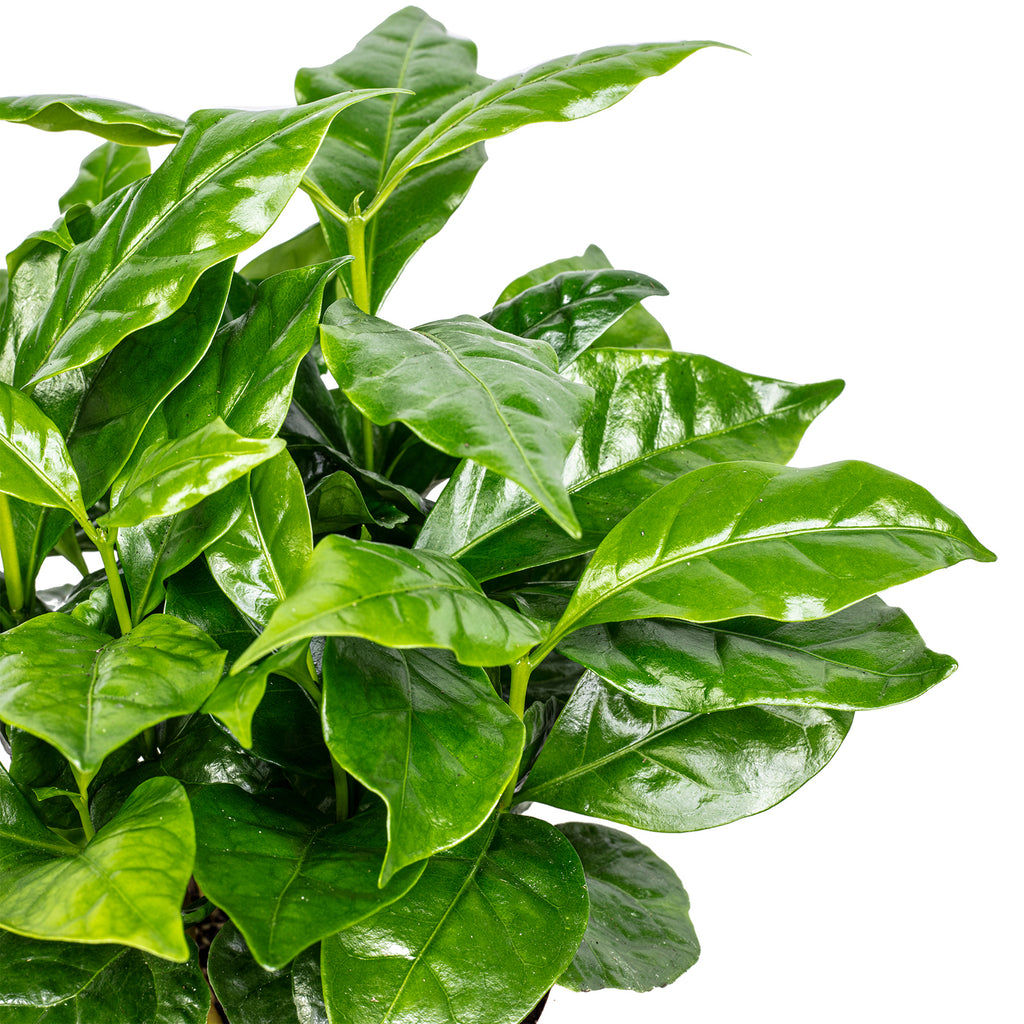 Kaffeepflanze - Coffea Arabica - Höhe ca. 15-20 cm, Topf-Ø 9 cm