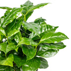Kaffeepflanze - Coffea Arabica - Höhe ca. 15-20 cm, Topf-Ø 9 cm
