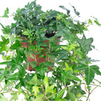 Gemeiner Efeu grün - Hedera helix - Höhe ca. 20 cm, Topf-Ø 13 cm