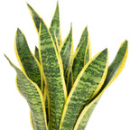 Bogenhanf - Sansevieria trifasciata Laurentii - Höhe ca. 35 cm, Topf-Ø 12 cm