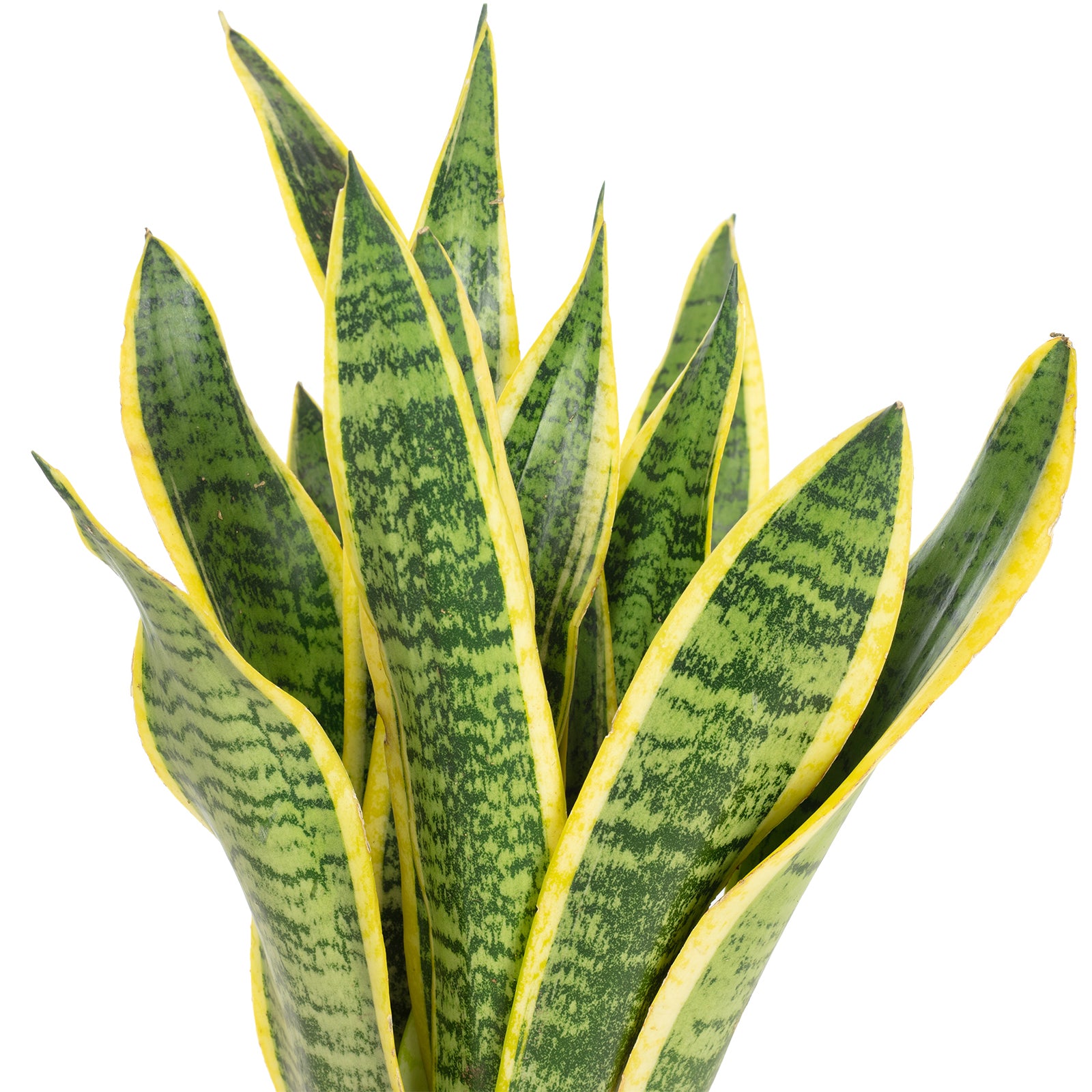 Bogenhanf - Sansevieria trifasciata Laurentii - Höhe ca. 35 cm, Topf-Ø 12 cm