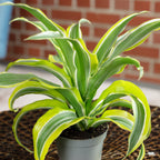 Drachenbaum Lemon Surprise - Dracaena Deremensis Fragrans Lemon Surprise - Höhe ca. 10 cm, Topf-Ø 6 cm