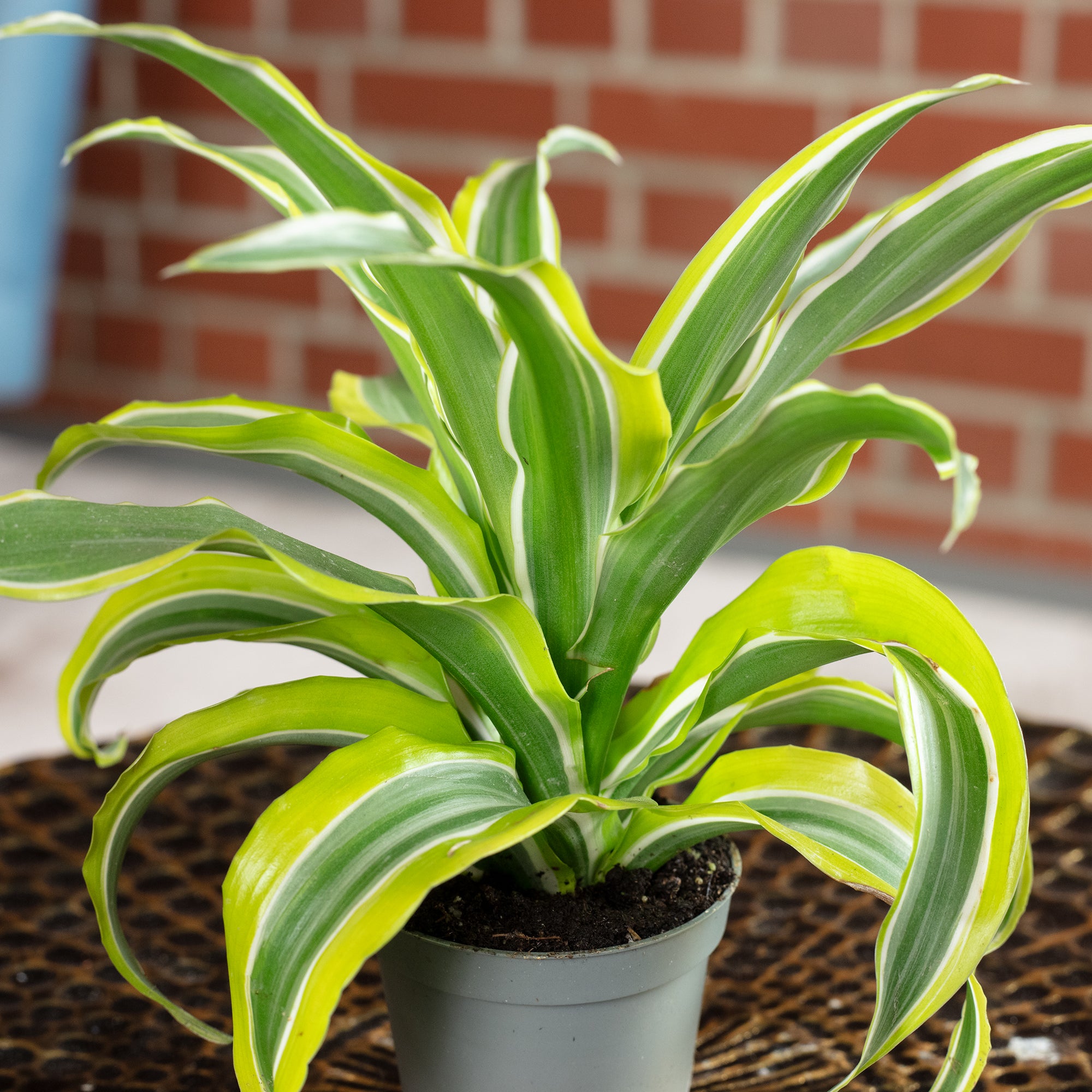 Drachenbaum Lemon Surprise - Dracaena Deremensis Fragrans Lemon Surprise - Höhe ca. 10 cm, Topf-Ø 6 cm