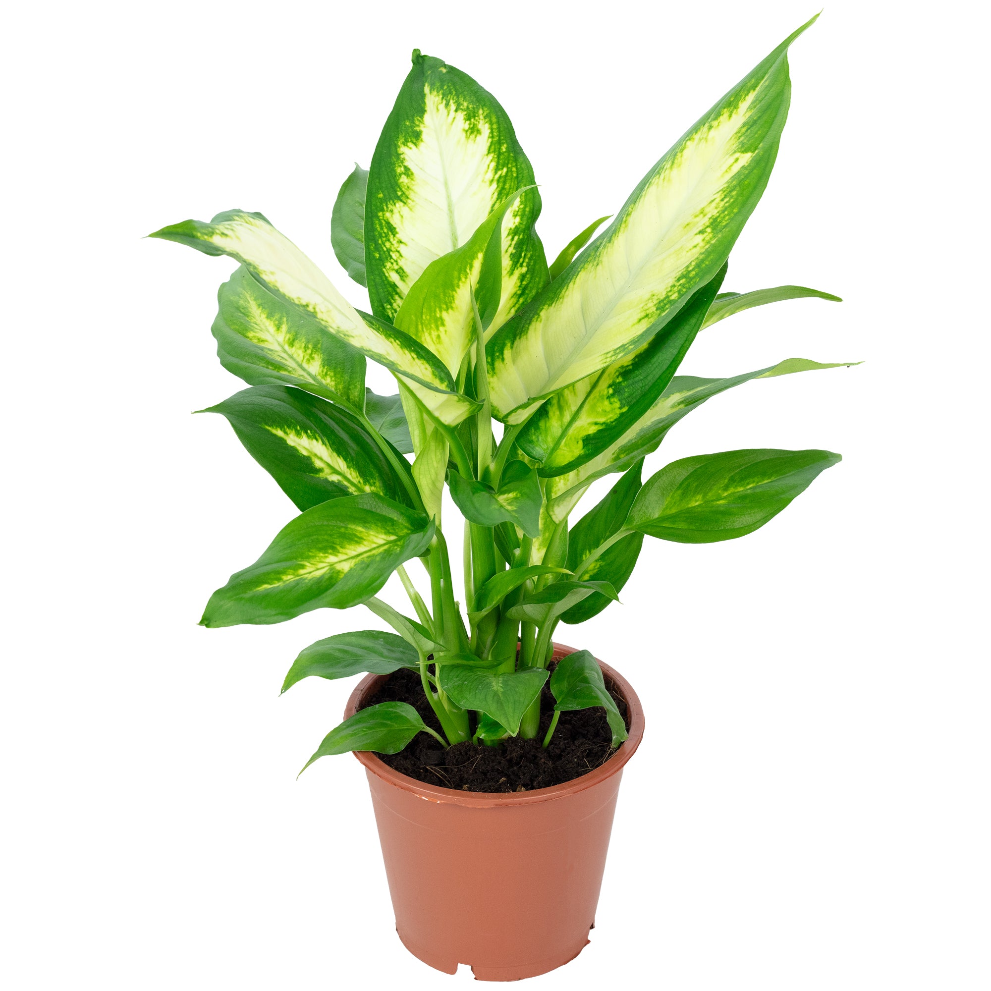 Dieffenbachie - Dieffenbachia - Höhe ca. 35 cm, Topf-Ø 12 cm