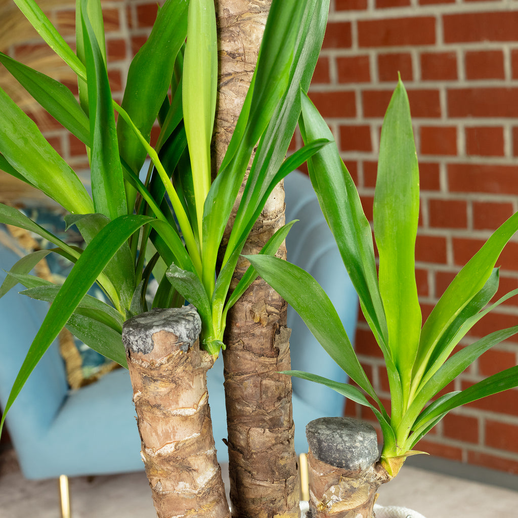 Palmlilie 3-stämmig - Yucca Elephantipes Palme 60/30/20 - Höhe ca. 95 cm, Topf-Ø 21 cm
