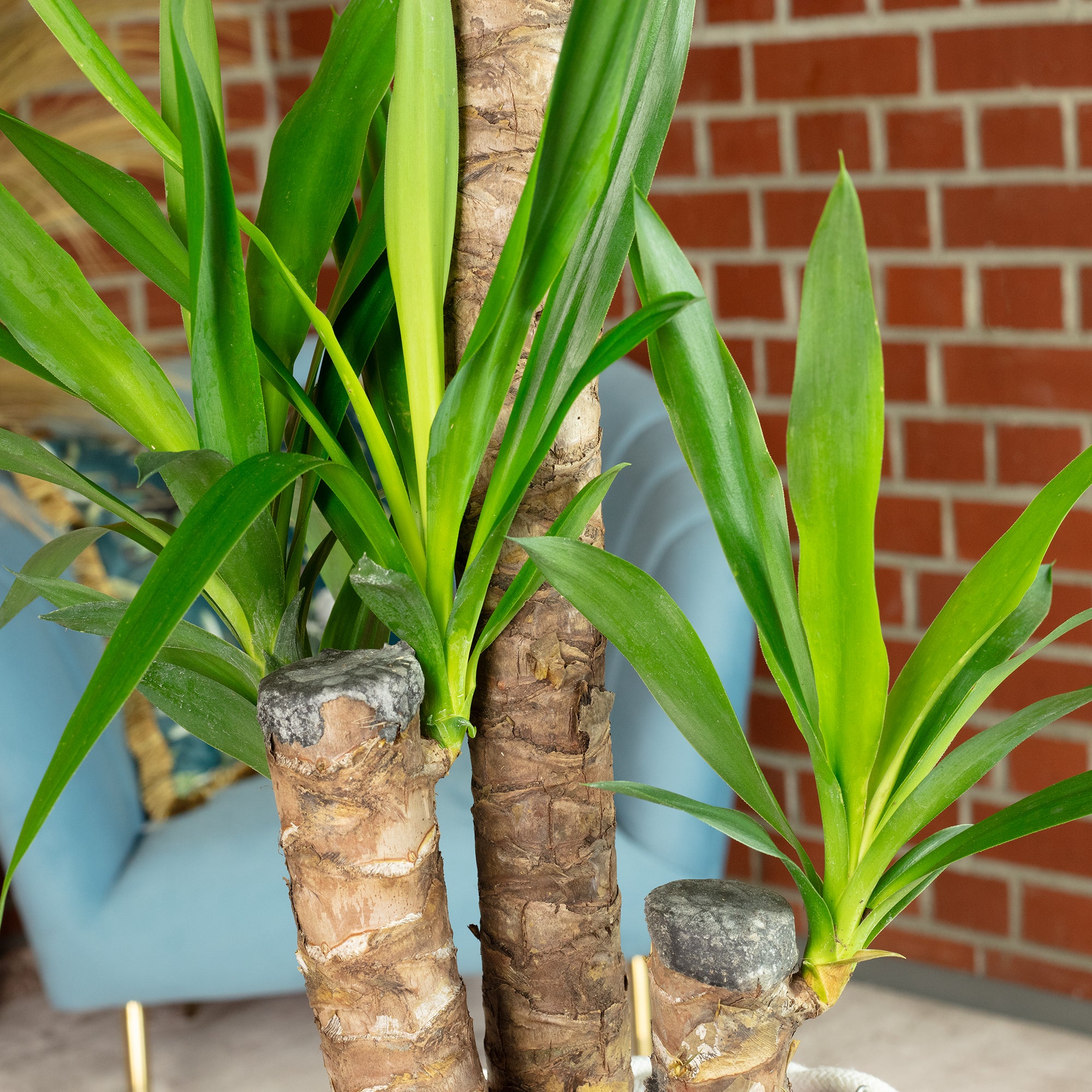 Palmlilie 3-stämmig - Yucca Elephantipes Palme 60/30/20 - Höhe ca. 95 cm, Topf-Ø 21 cm