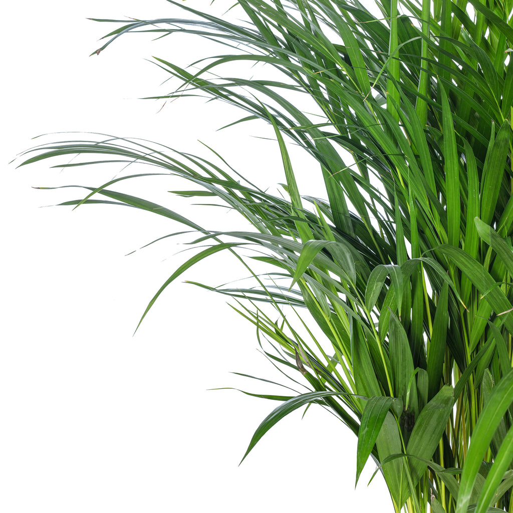 Goldfruchtpalme - Areca Dypsis Lutescens - Höhe ca. 100 cm, Topf-Ø 21 cm