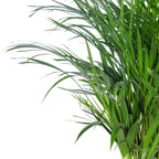 Goldfruchtpalme - Areca Dypsis Lutescens - Höhe ca. 100 cm, Topf-Ø 21 cm