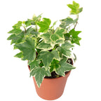 Gemeiner Efeu bunt - Hedera helix - Höhe ca. 15 cm, Topf-Ø 9 cm