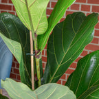 Geigenfeige - Ficus Lyrata - Höhe ca. 100 cm, Topf-Ø 21 cm