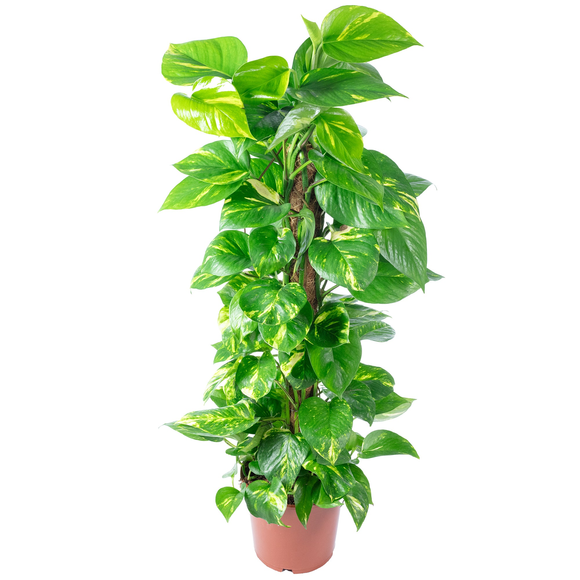 Efeutute am Moosstab - Epipremnum aureum - Höhe ca. 80 cm, Topf-Ø 19 cm