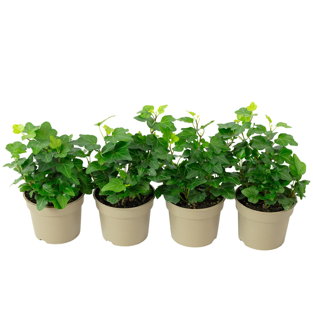 4er-Set Gemeiner Efeu - Höhe ca. 15 cm, Topf-Ø 9 cm - Hedera helix