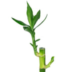 Glücksbambus "Lucky Bamboo" gerader Stengel, im Röhrchen - Dracaena Sanderiana - Höhe ca. 50 cm, Topf-Ø 5 cm