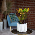 Wunderstrauch "Petra" - Codiaeum Petra - Höhe ca. 40 cm, Topf-Ø 13 cm