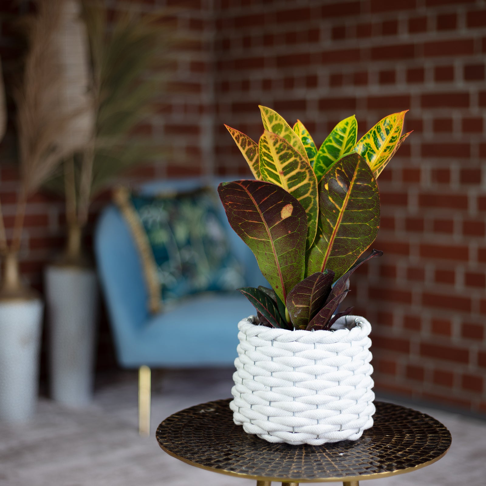 Wunderstrauch "Petra" - Codiaeum Petra - Höhe ca. 40 cm, Topf-Ø 13 cm