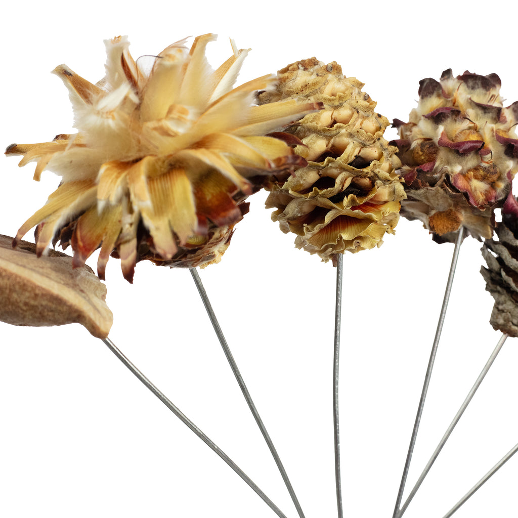 Leuco natur am Draht - 10 Stück - natur