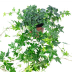 Gemeiner Efeu grün - Hedera helix - Höhe ca. 20 cm, Topf-Ø 13 cm