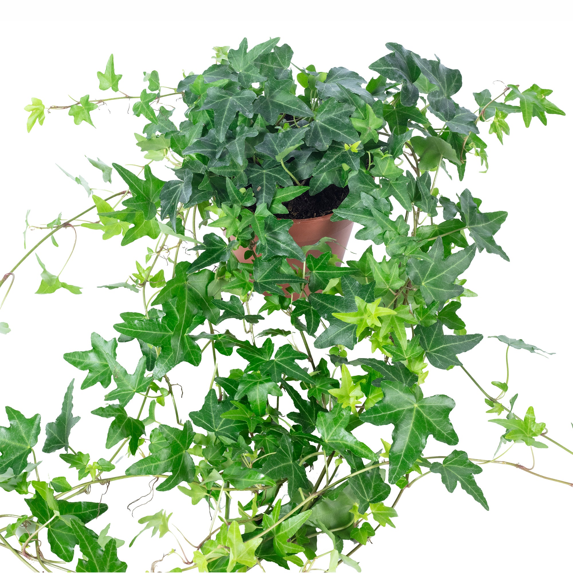 Gemeiner Efeu grün - Hedera helix - Höhe ca. 20 cm, Topf-Ø 13 cm