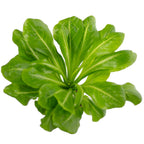 Hawaiipalme - Brighamia - Höhe ca. 40 cm, Topf-Ø 12 cm