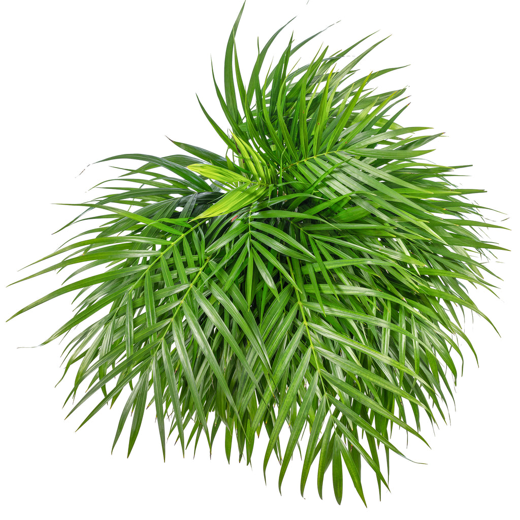Goldfruchtpalme - Areca Dypsis Lutescens - Höhe ca. 100 cm, Topf-Ø 21 cm