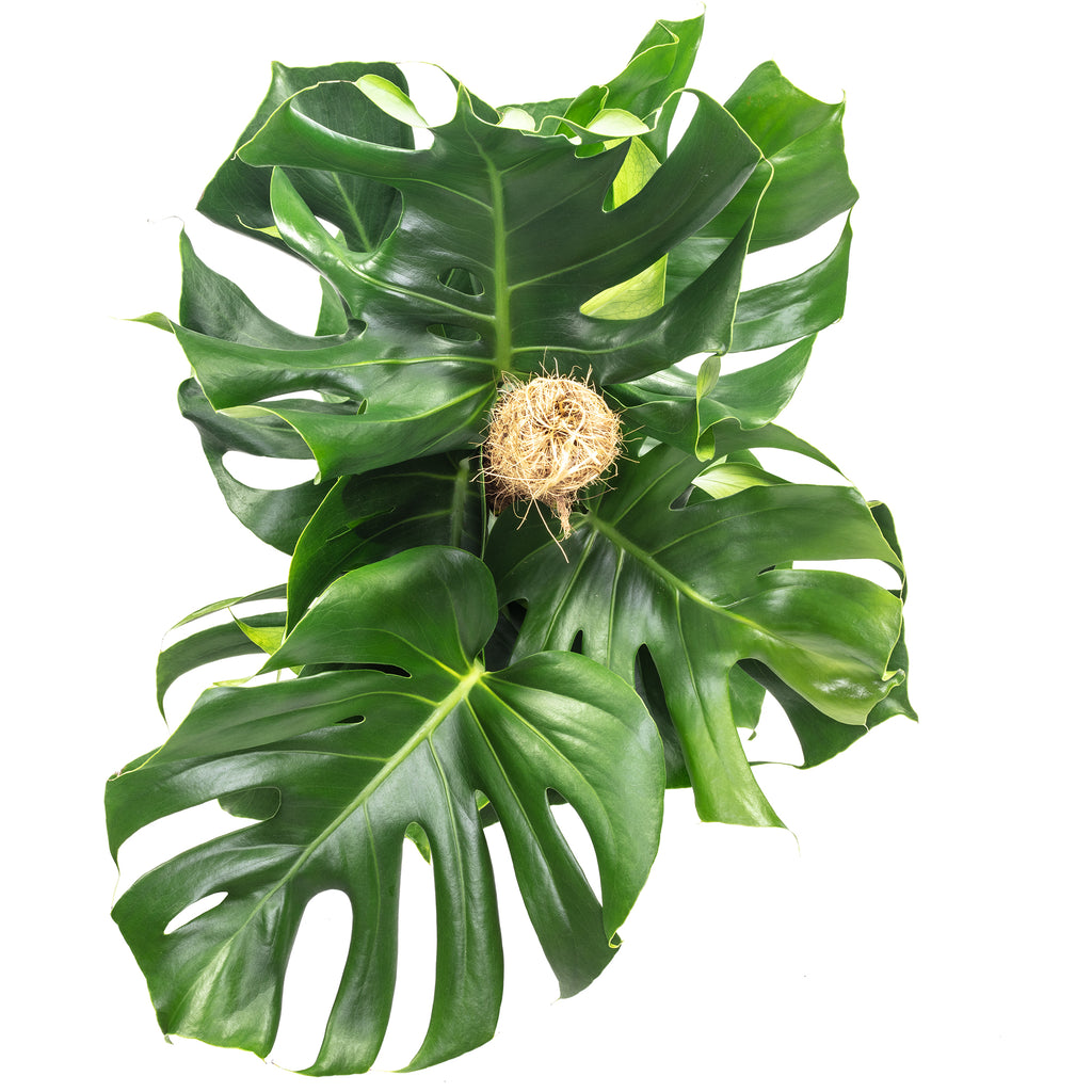 Fensterblatt am Moosstab - Monstera deliciosa - Höhe ca. 80 cm, Topf-Ø 19 cm