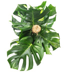 Fensterblatt am Moosstab - Monstera deliciosa - Höhe ca. 80 cm, Topf-Ø 19 cm